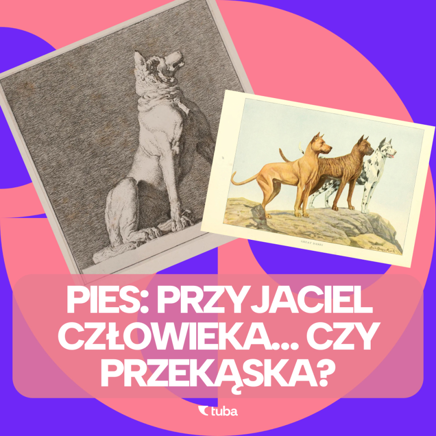 Jedzenie psów w Korei (cz. 1. - historia i kontekst kulturowy) episode artwork