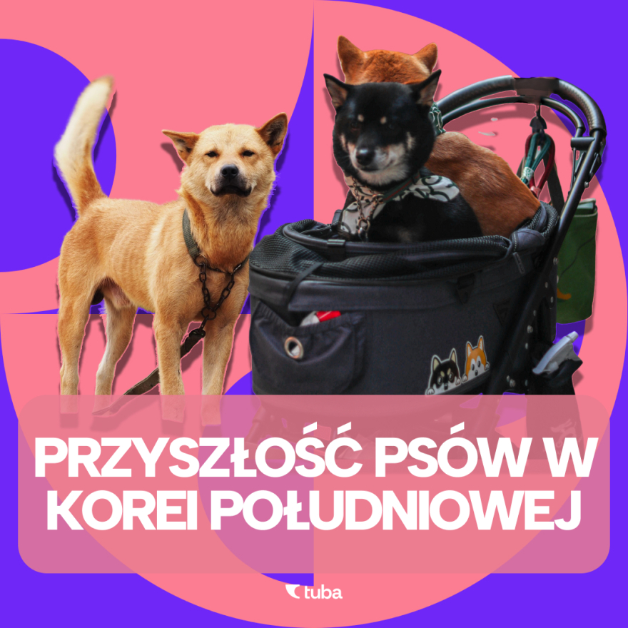 Od posiłku do pupila - dwie strony psiego losu w Korei (cz.2.) episode artwork